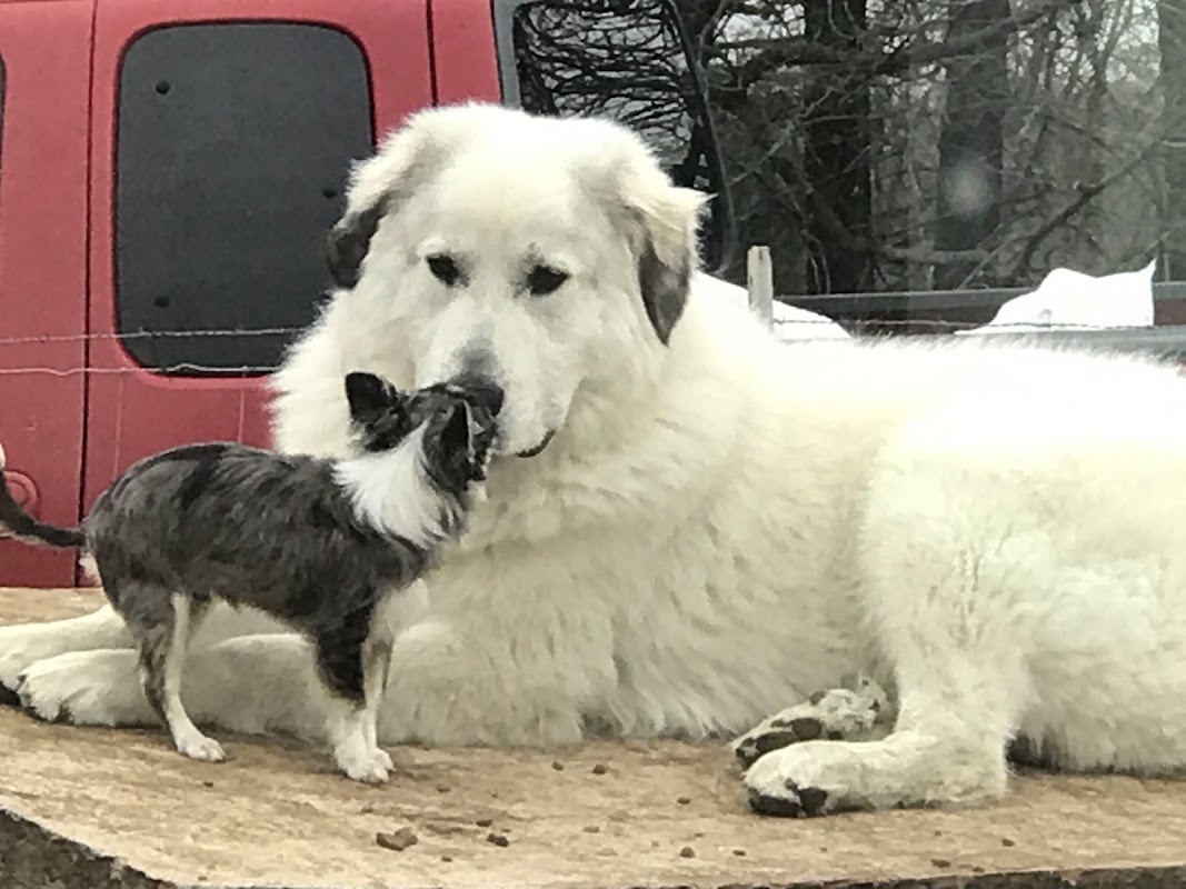Dog Grooming and Boarding Spiro photo 2